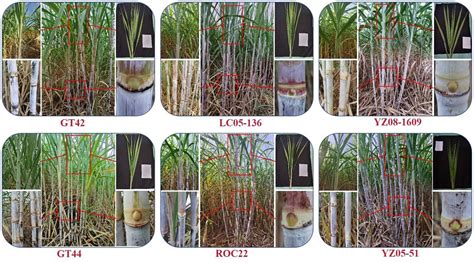84-524 sugarcane variety|Techno Demo of Hole planting of Sugarcane Varieties (VMC 84 .